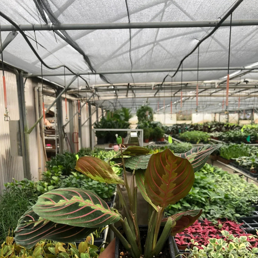 Maranta Red Prayer