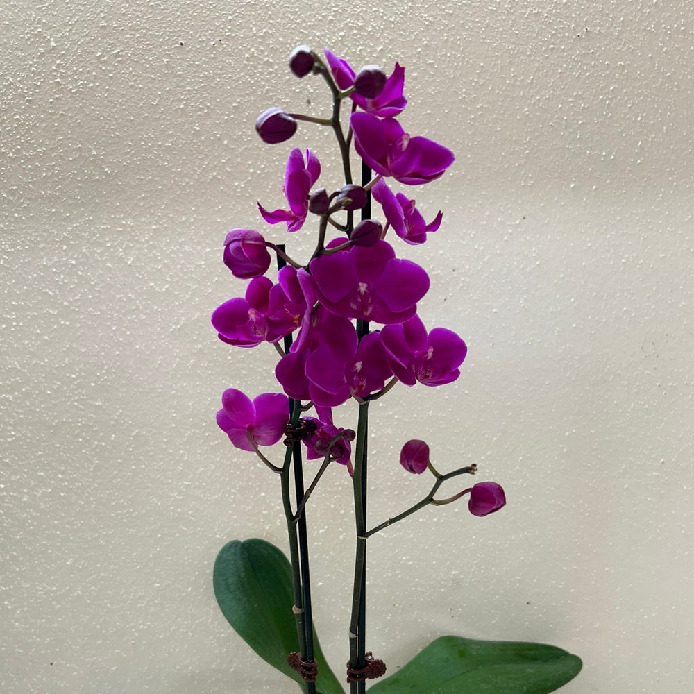 Orchid 'Purple Phalaenopsis'