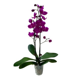 Orchid 'Purple Phalaenopsis'
