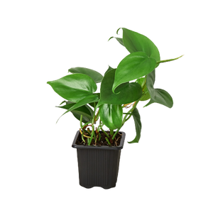 Philodendron Cordatum Heartleaf | Easy Care Climbing Houseplant | House Plant Shop