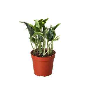 Pothos 'Shangri La'