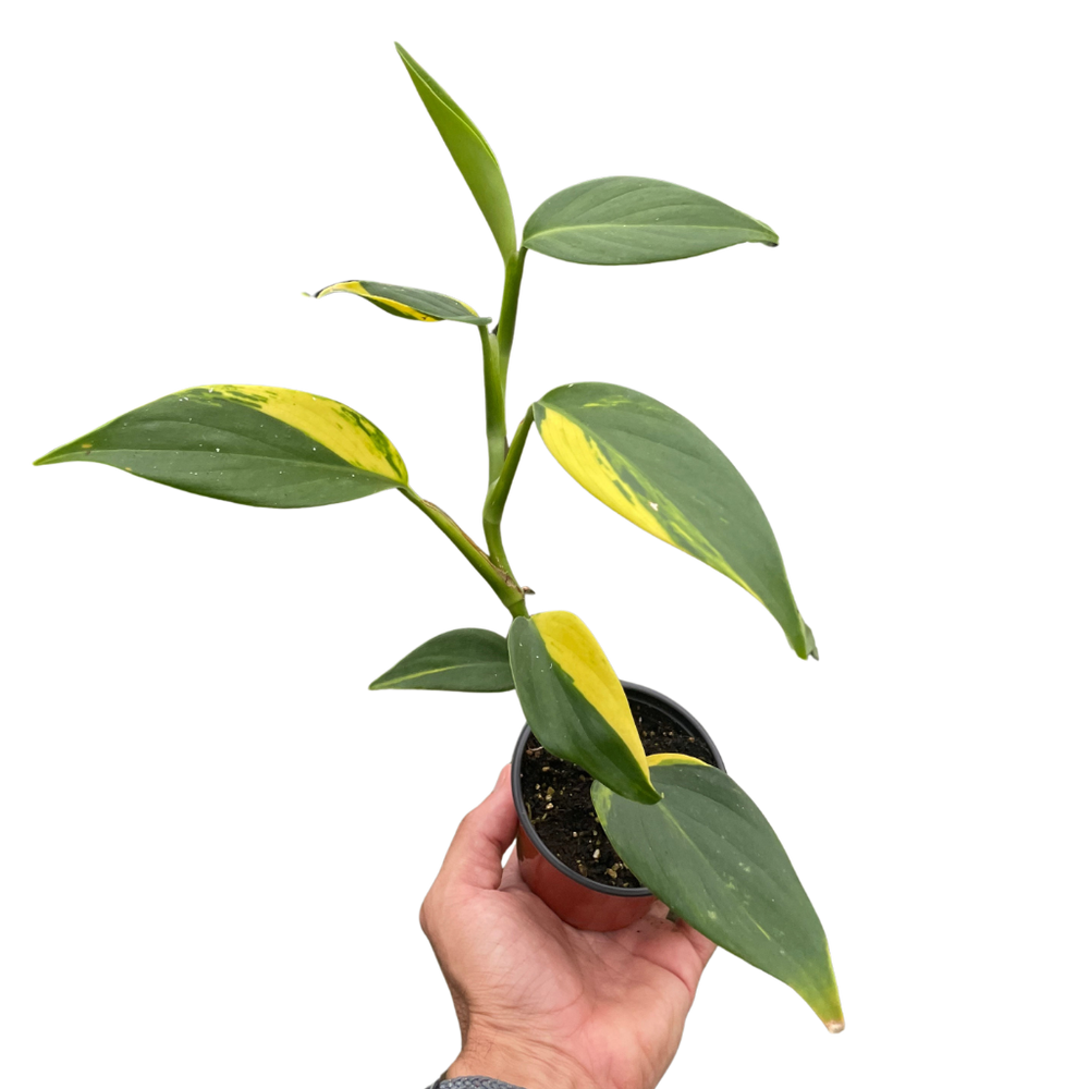 Scindapsus 'Coriaceus'