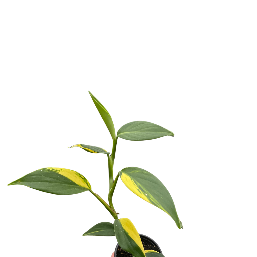 Scindapsus 'Coriaceus'