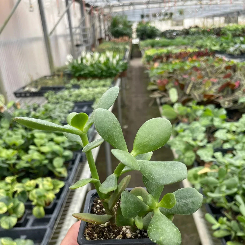 Succulent Crassula 'Jade'