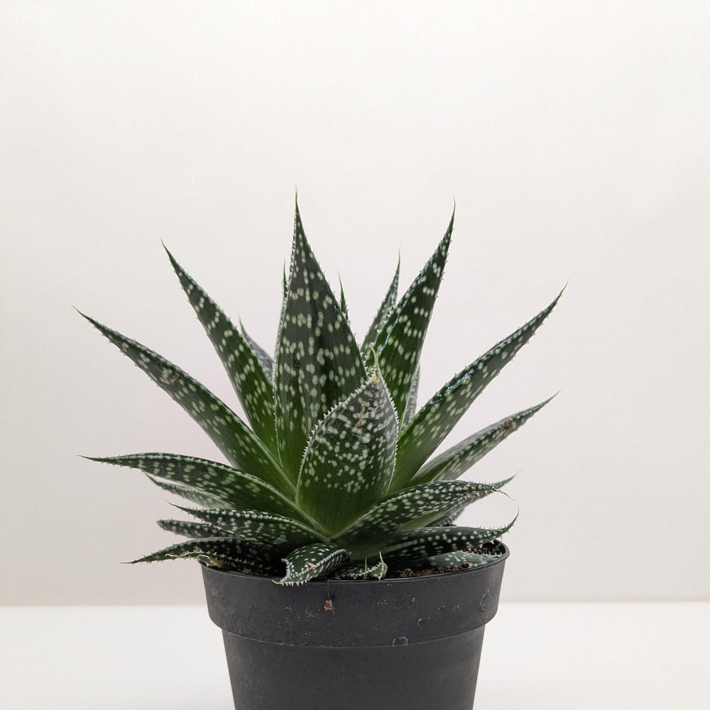 Succulent Gasteria Durban
