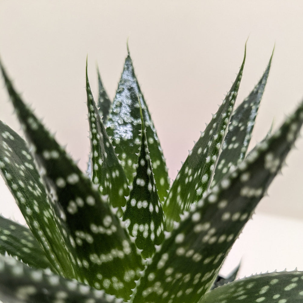Succulent Gasteria Durban