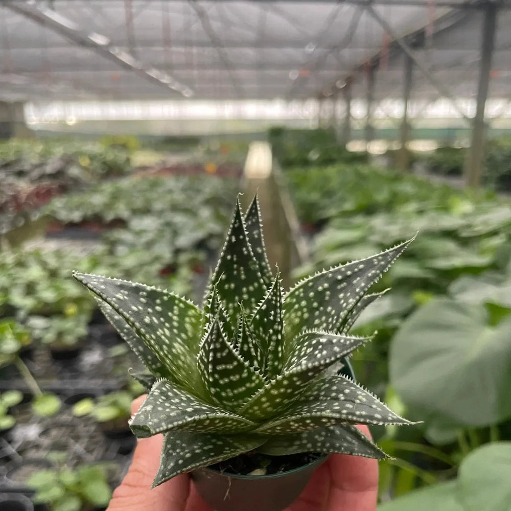 Succulent Gasteria Durban
