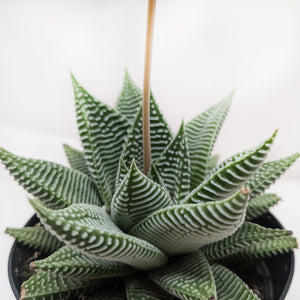 Succulent Haworthia Miami