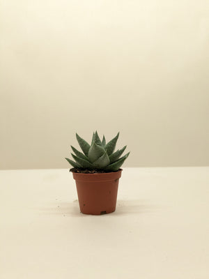 Succulent Haworthia Savanna
