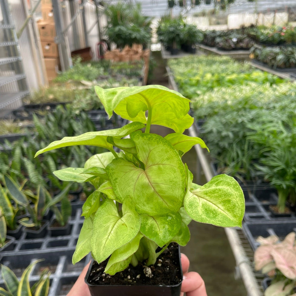 Syngonium Gold