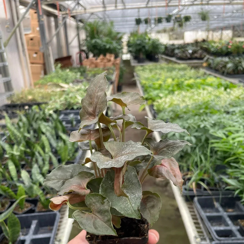 Syngonium Merry