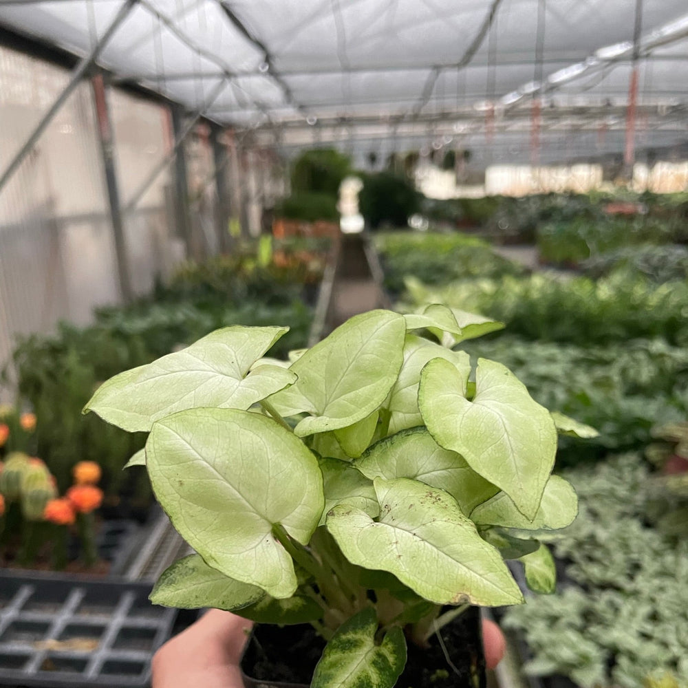 Syngonium 'Moonshine'