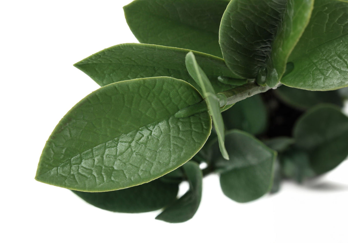 20" Tall Artificial ZZ Plant - Faux Greenery with Real Touch
