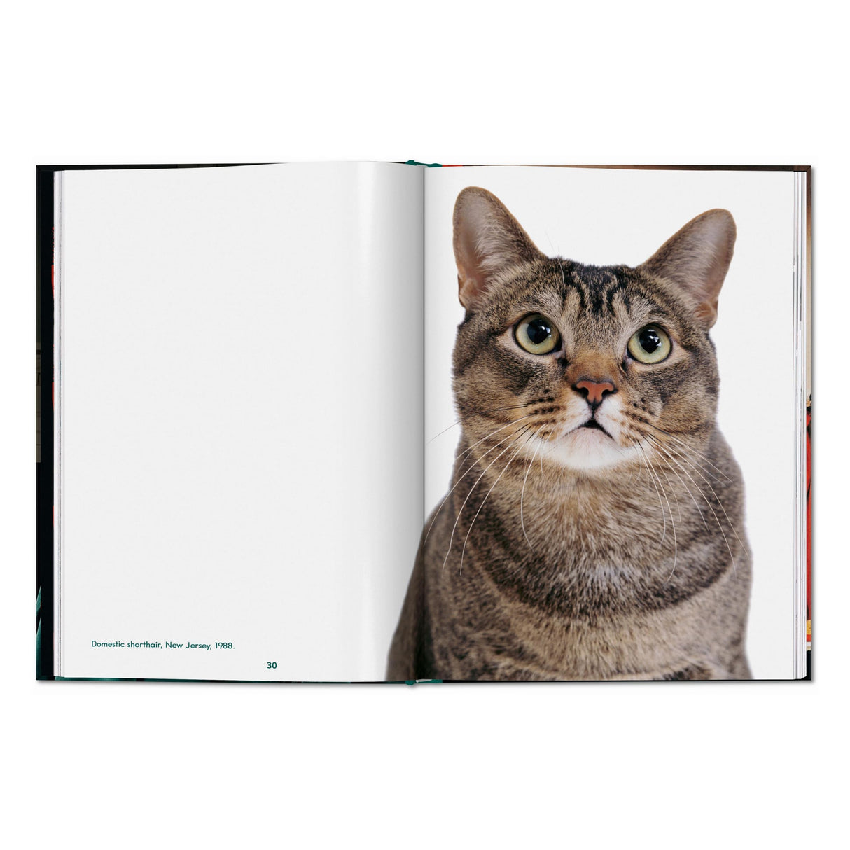 Walter Chandoha. Cats. Photographs 1942–2018 (English)