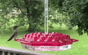 Ant Proof Hummingbird Feeder Outdoor Hanging Perch