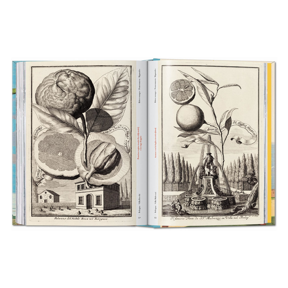 J. C. Volkamer. The Book of Citrus Fruits. 45th Ed. (German, French, English)