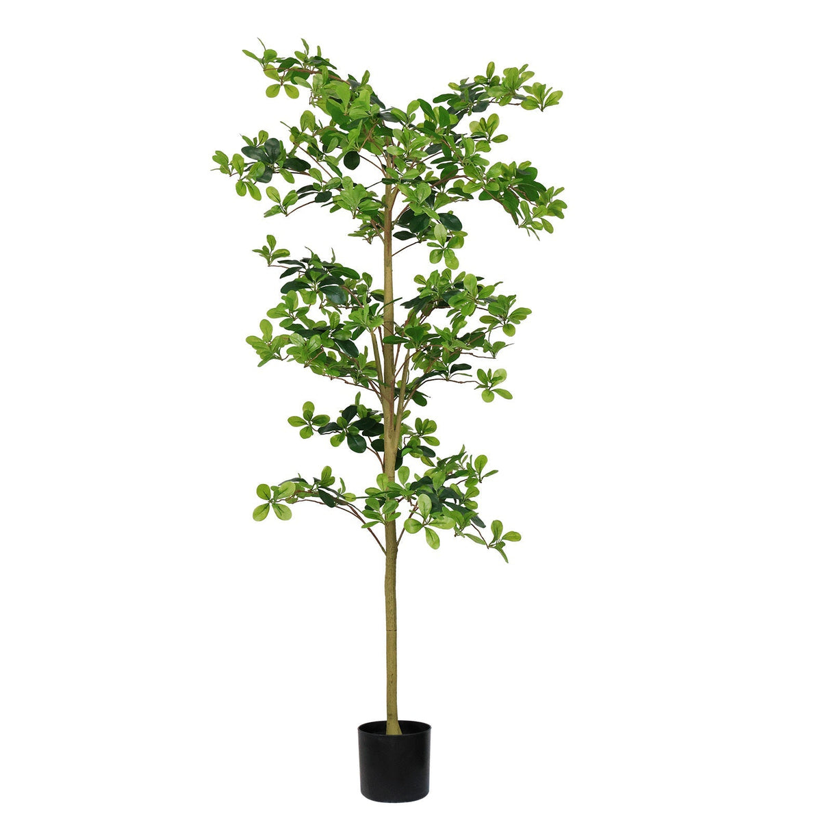 6FT Tall Artificial Polyscias Fruticosa Tree for Indoor Decor