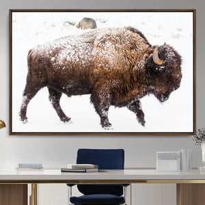 Snowy Buffalo Wall Art Canvas Print – Framed Wildlife
