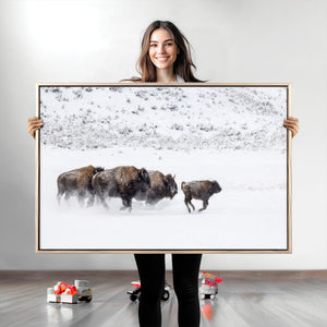 Bison Herd Decor Wall Art Canvas Print – Framed Snowy Bison