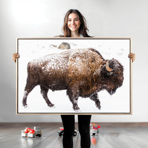 Snowy Buffalo Wall Art Canvas Print – Framed Wildlife