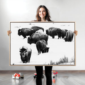 Buffalo Herd Wall Art Canvas Print – Framed Black and White