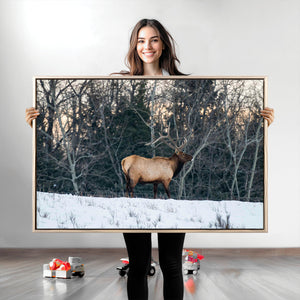 Wild Elk Wall Art Canvas Print – Framed Winter Wildlife
