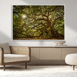 Ancient Angel Oak Tree Art Sunburst Canvas Print-