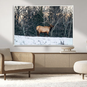 Wild Elk Wall Art Canvas Print – Framed Winter Wildlife