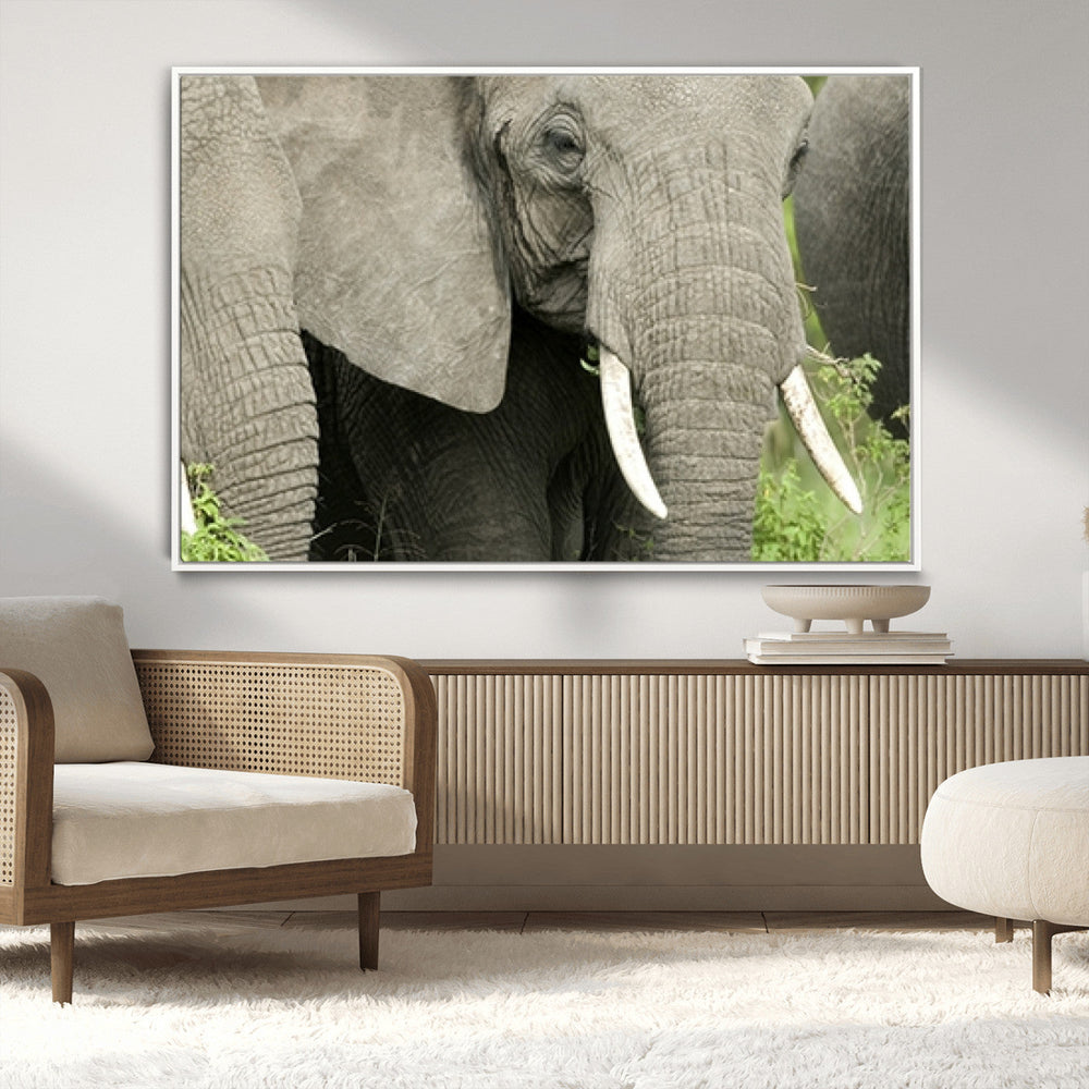Wild Elephant Wall Art Canvas Print