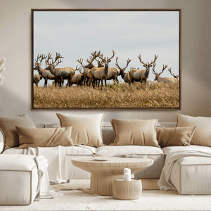 Elk Herd Wall Art Canvas Print – Framed Wildlife Photography