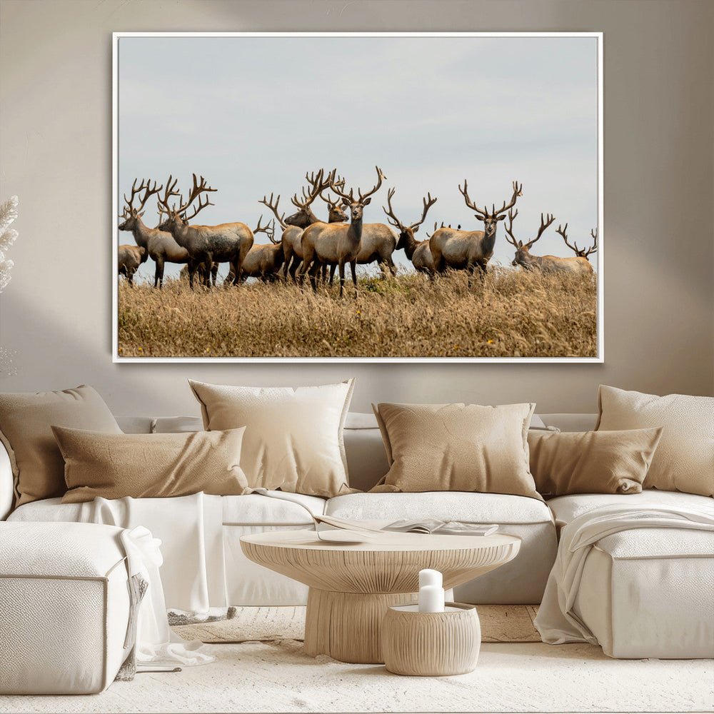 Elk Herd Wall Art Canvas Print – Framed Wildlife Photography