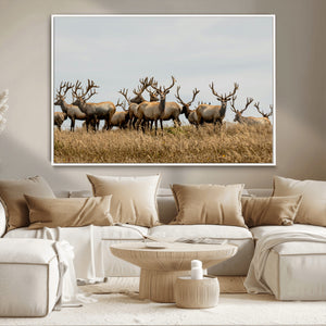 Elk Herd Wall Art Canvas Print – Framed Wildlife Photography