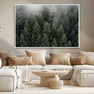 Dense Evergreen Forest Misty Morning Fog Pine Trees Woodland