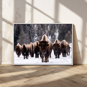 Bison Wall Art Canvas Print- Bison Herd Canvas Wall Art –