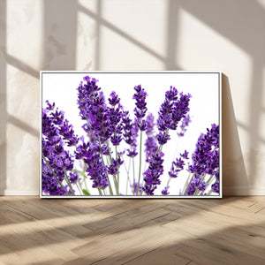 Lavender Flower Wall Art Canvas Print