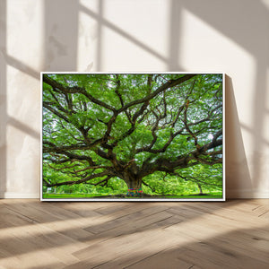 Oak Tree Wall Art Print, Forest Canvas Wall Art for Home and