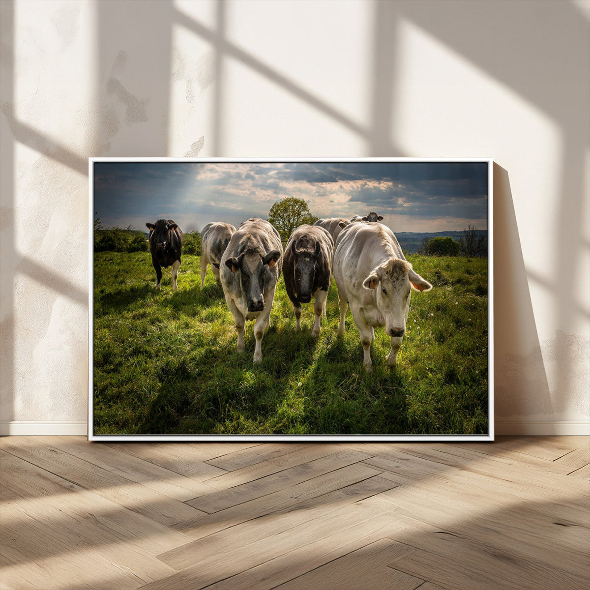 Grazing Cattle Herd Pasture Green Field Livestock Natural