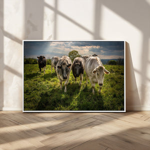 Grazing Cattle Herd Pasture Green Field Livestock Natural