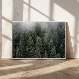 Dense Evergreen Forest Misty Morning Fog Pine Trees Woodland