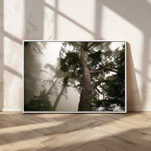 Misty Forest Wall Art Canvas Print, Tall Trees and Foggy
