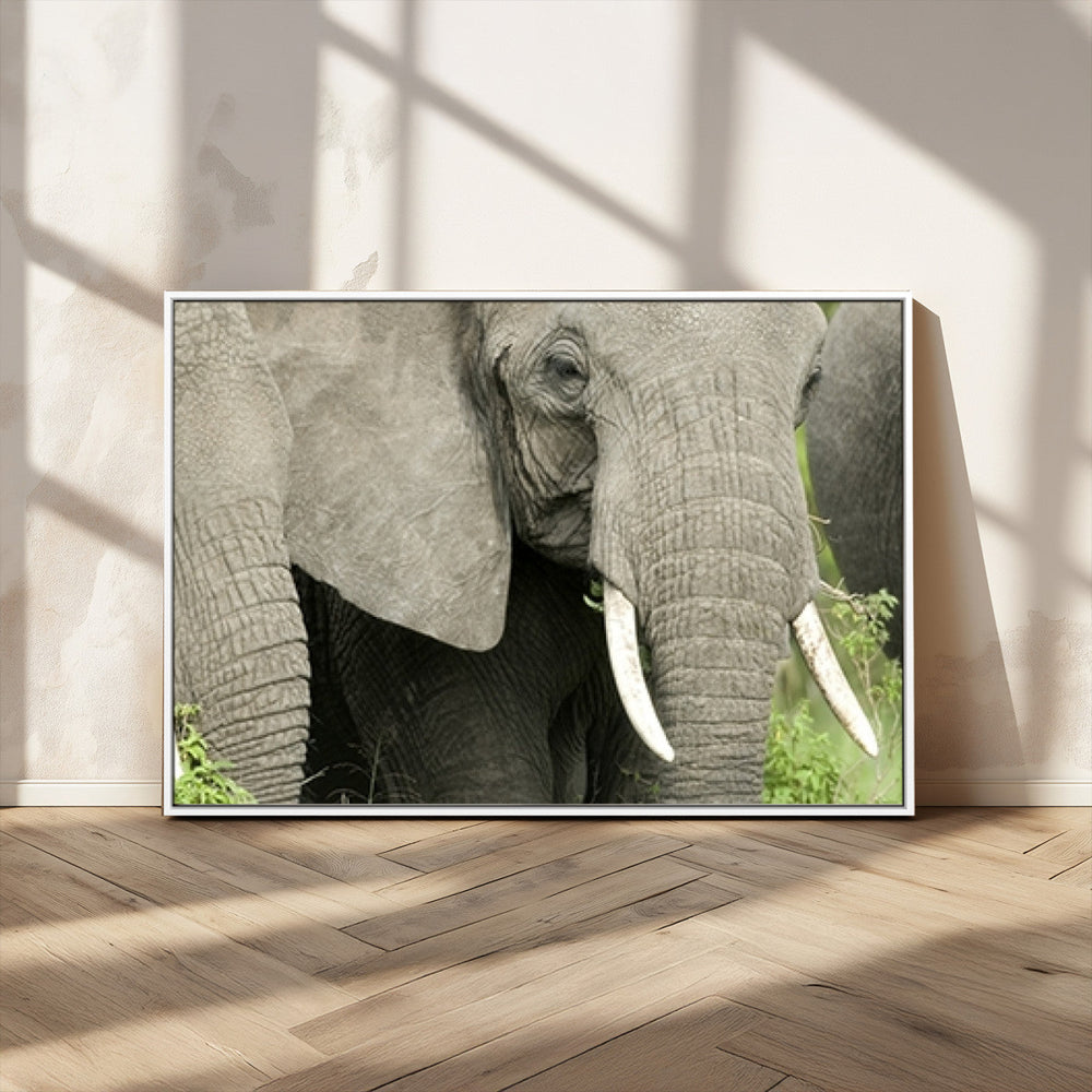 Wild Elephant Wall Art Canvas Print