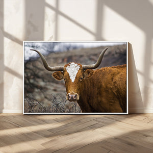 Texas Longhorn Canvas Wall Art - Longhorn Steer Canvas Wall