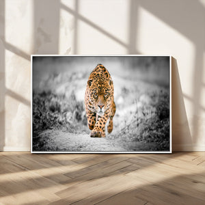 Jaguar Wall Art Canvas Print - Majestic Big Cat in Focused