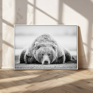 Resting Grizzly Bear Wall Art Canvas Print – Majestic Lazy