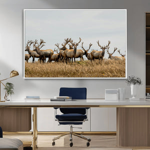 Elk Herd Wall Art Canvas Print – Framed Wildlife Photography