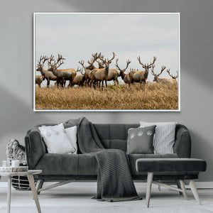 Elk Herd Wall Art Canvas Print – Framed Wildlife Photography