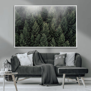 Dense Evergreen Forest Misty Morning Fog Pine Trees Woodland