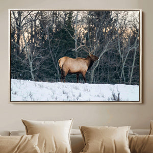 Wild Elk Wall Art Canvas Print – Framed Winter Wildlife