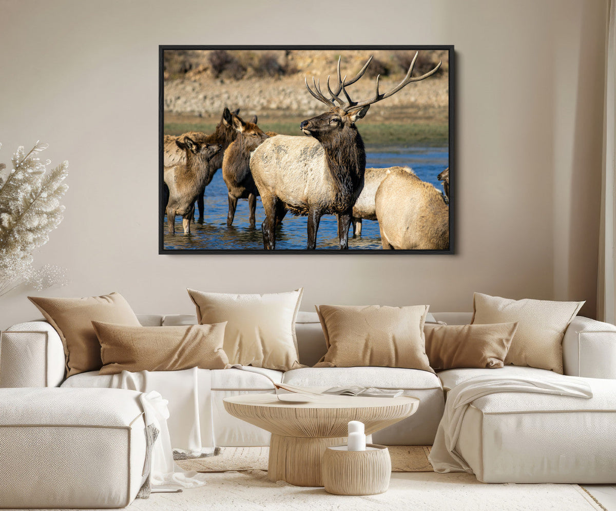 Wild Elk Wall Art Canvas Print – Framed Neutral Wildlife