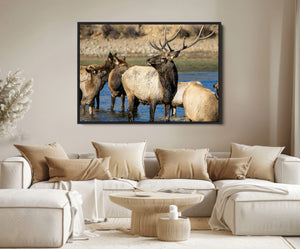 Wild Elk Wall Art Canvas Print – Framed Neutral Wildlife